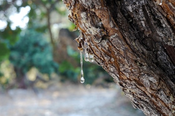 Mastiha of Chios A Precious Product of Greece