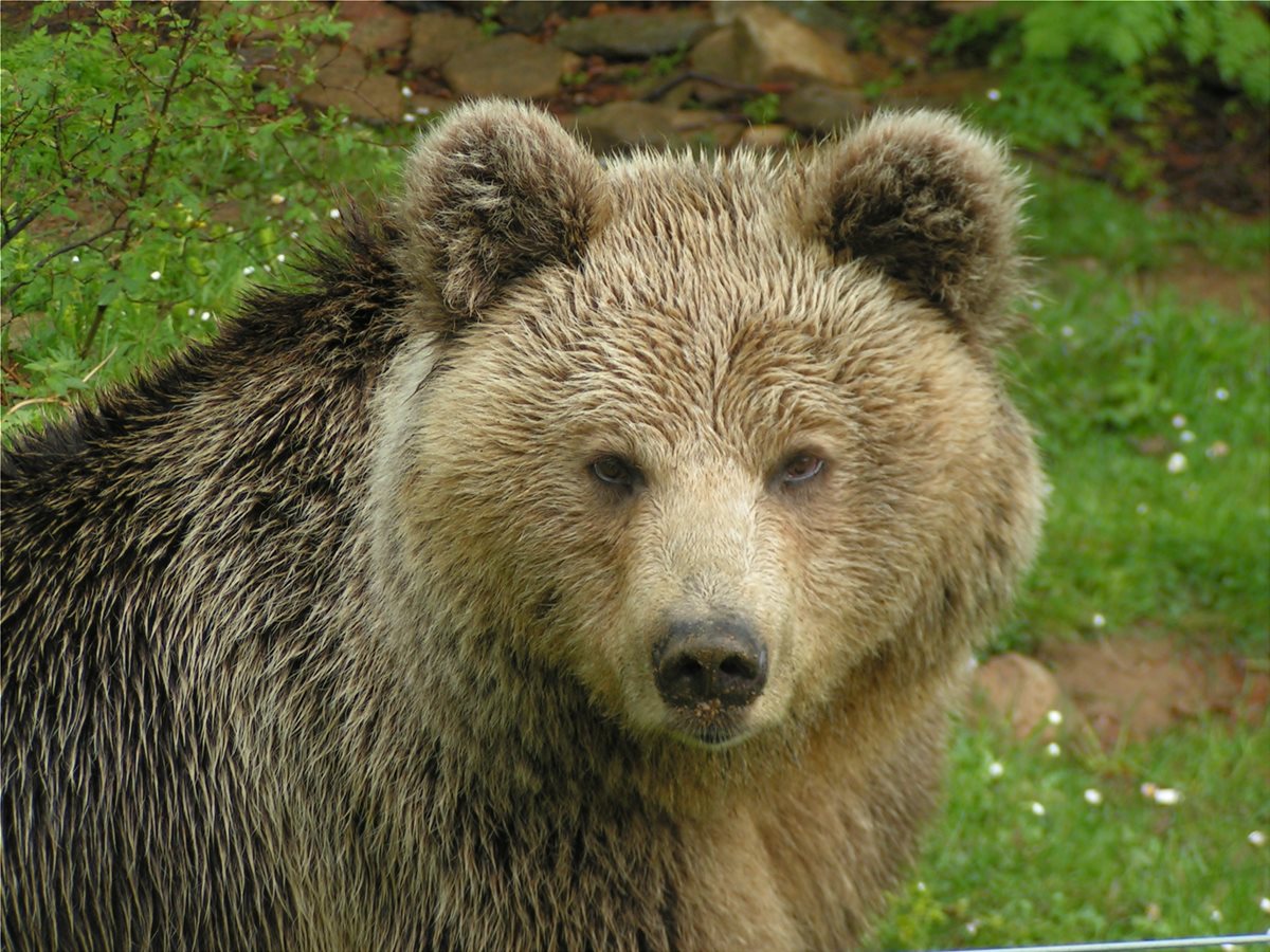 Arcturos: Saving The Brown Bear In Greece